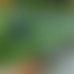 Companion Planting with Flowers for Pest Control