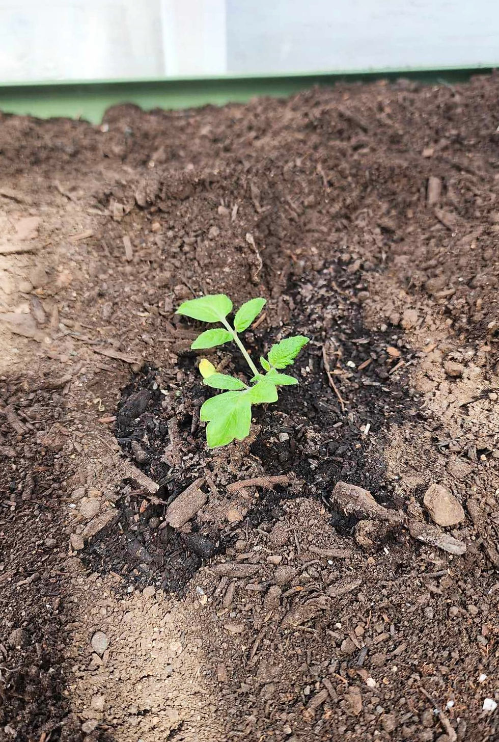A tomato seedling doing just fine in the unheated greenhouse, despite the near freezing temps.