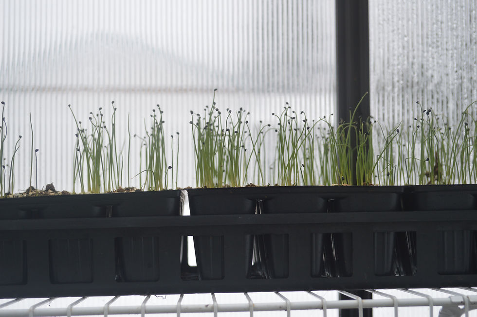 Onions seedlings germinating.