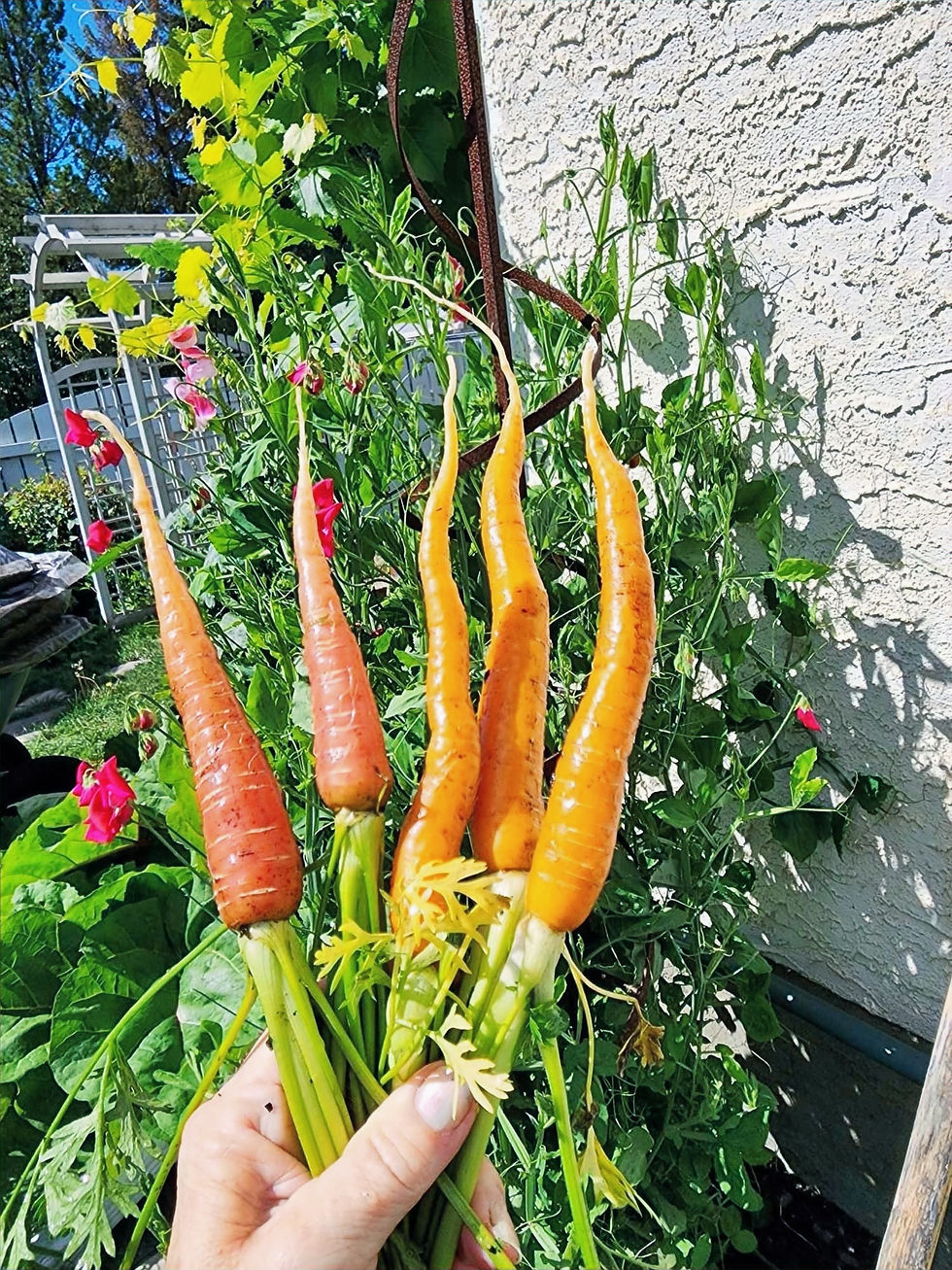 Atomic Red and Triton carrots grown from OSC seeds.