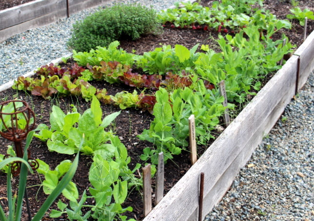 Follow up short season spring planted crops with summer crops for an extended harvest. Succession sowing.