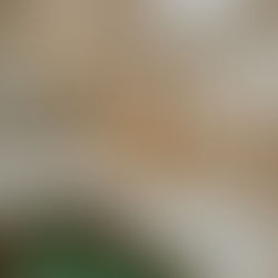 End of June In My Potager (Week 26)