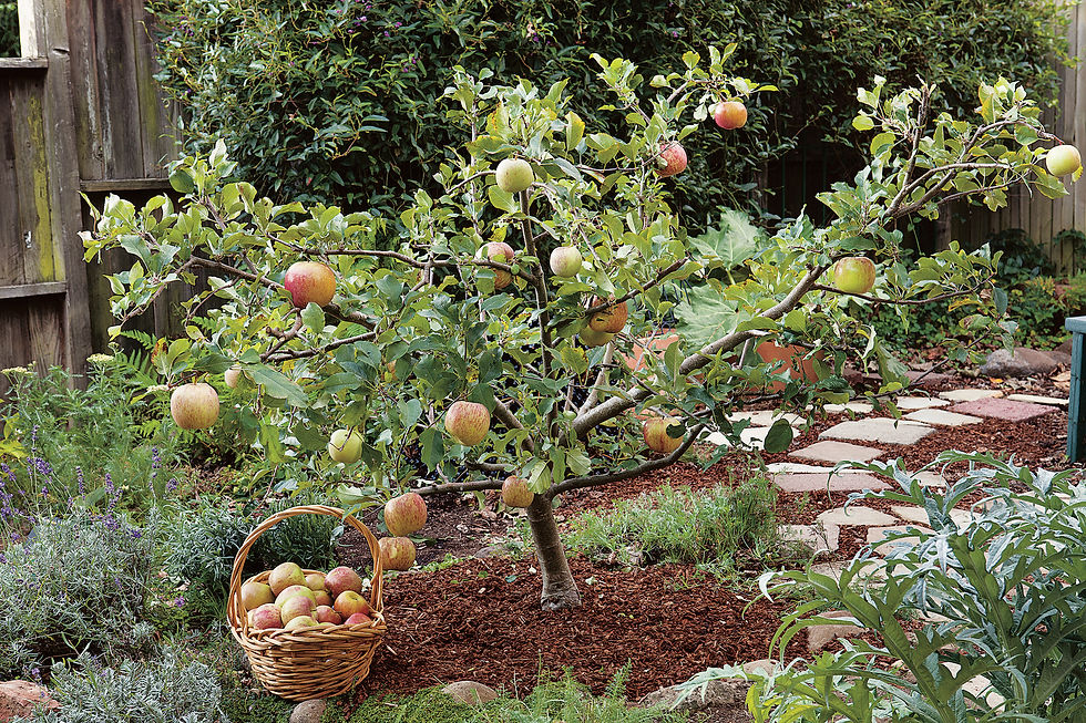 How to prune fruit trees to keep them small.