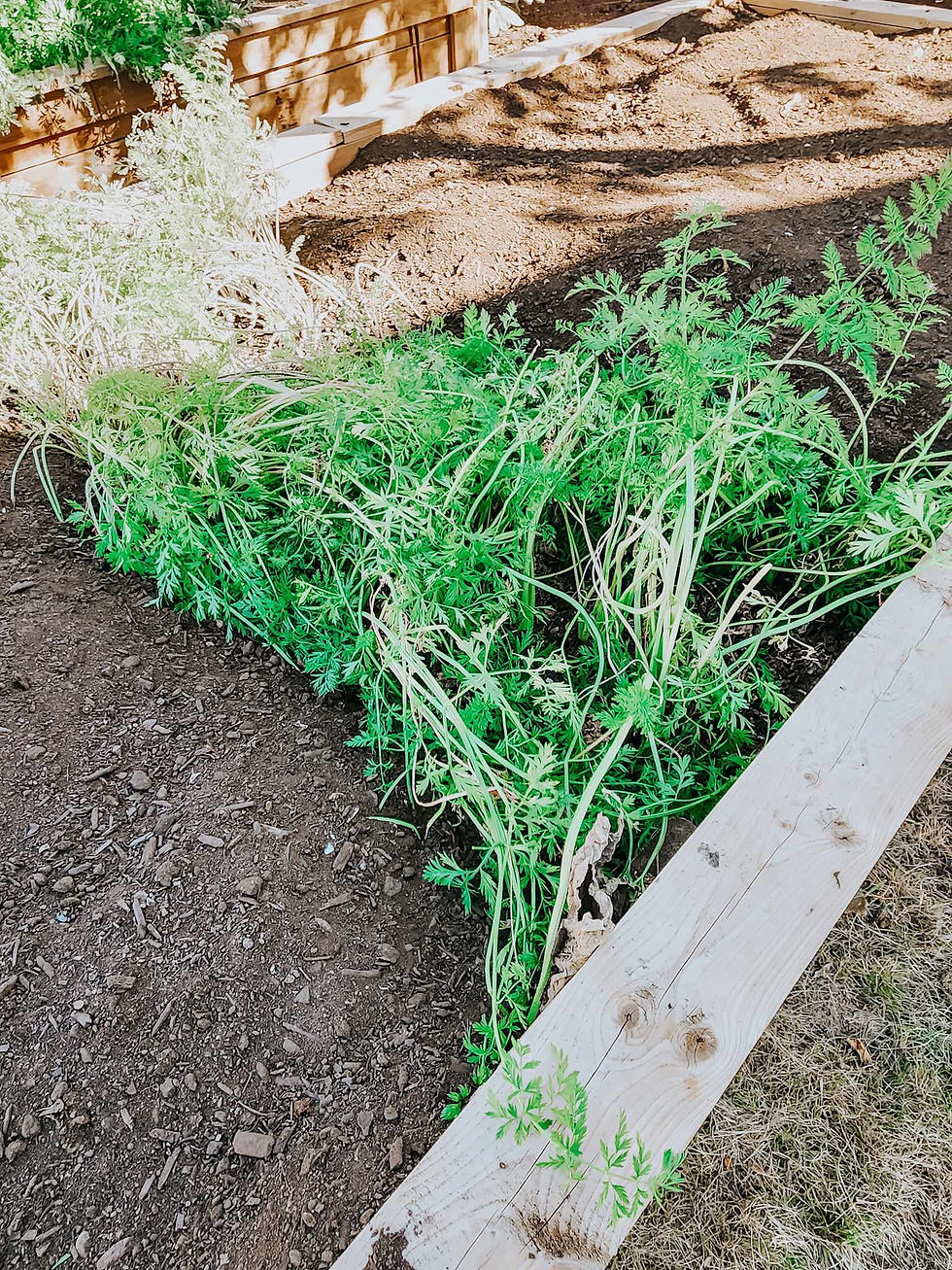 Garden has been topped with compost but carrots left in the bed for a few good frosts to make them sweeter tasting.