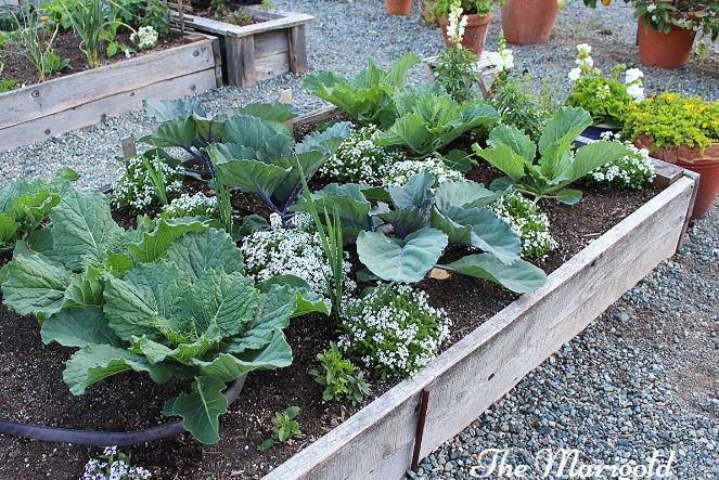 A cabbage bed with flowers to attract beneficial insects to destroy the caterpillars.