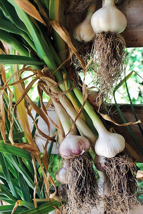 Garlic hanging to cure in the curing shed.