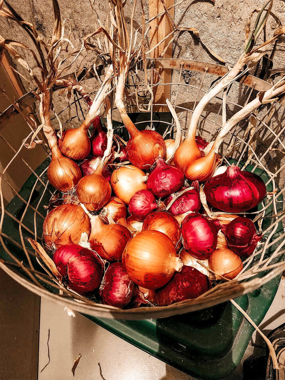 Red and yellow onions in storage.