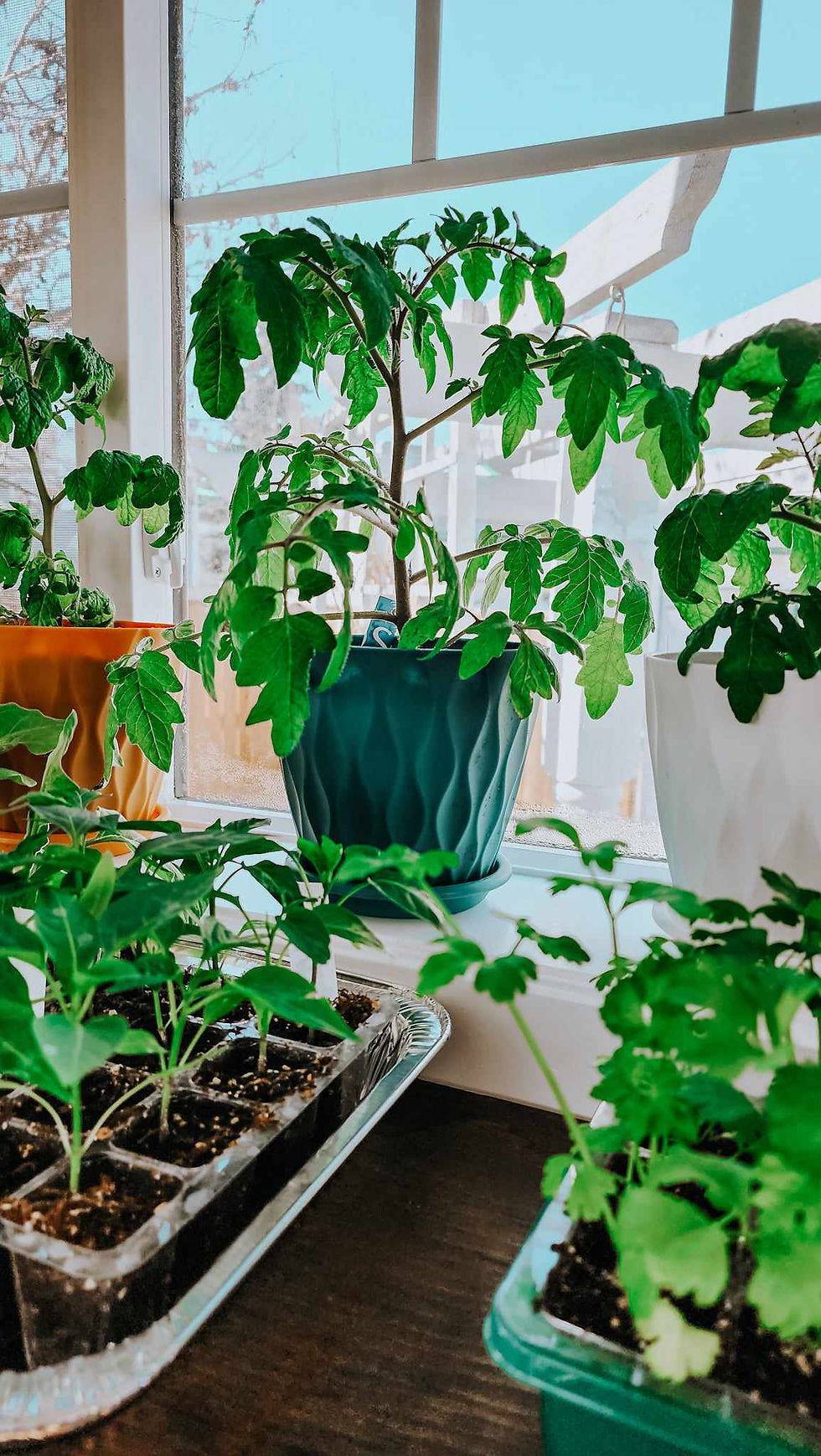 Dwarf tomatoes and seedlings in a south facing window.