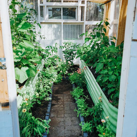 August In The Potager - Notes From The Potting Shed