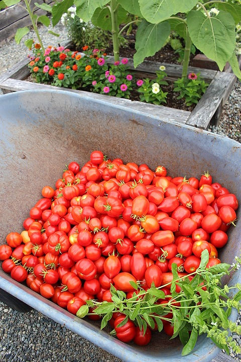 Wheelbarrow loaded with roma tomatoes and basil.