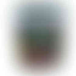 Fertiliser for your baskets, roses, flowers.