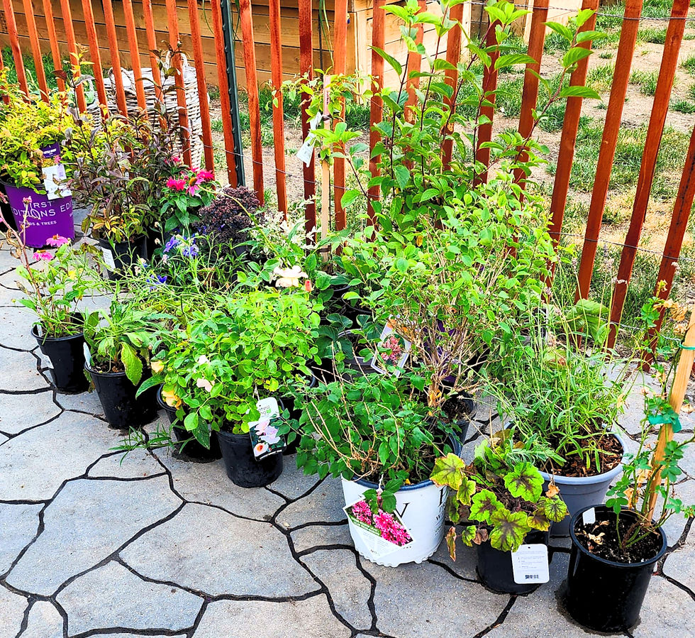 A stash of shrubs and perennials in grower pots, purchased at year end greenhouse sales.