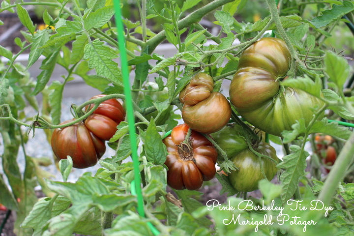 Grow early, mid, and late season tomatoes for an extended harvest.