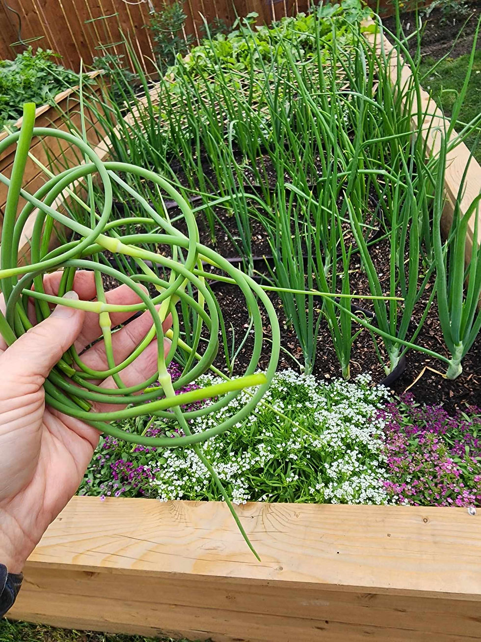 Edible garlic scapes are removed so that the bulbs grow larger.