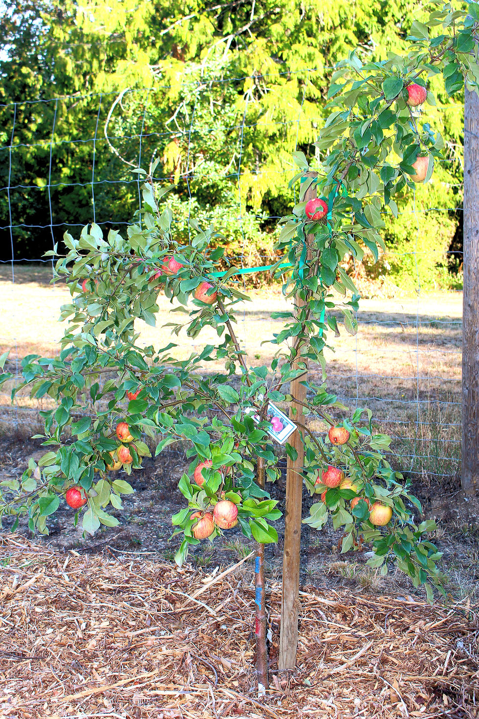 A micro dwarf Gala apple tree full of apples.