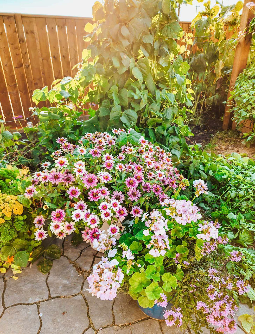 Growing zinnias in pots and beans up a tower.