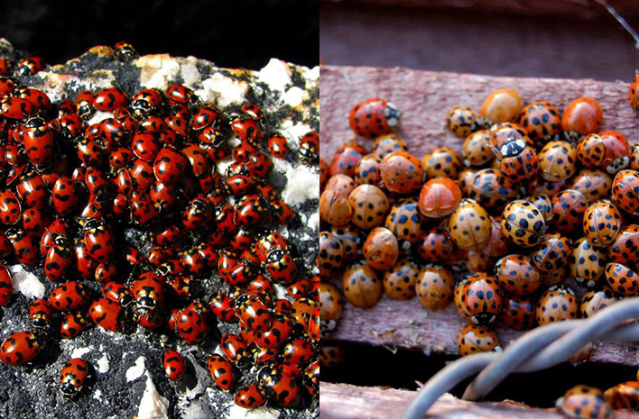 good ladybugs or bad ladybugs?