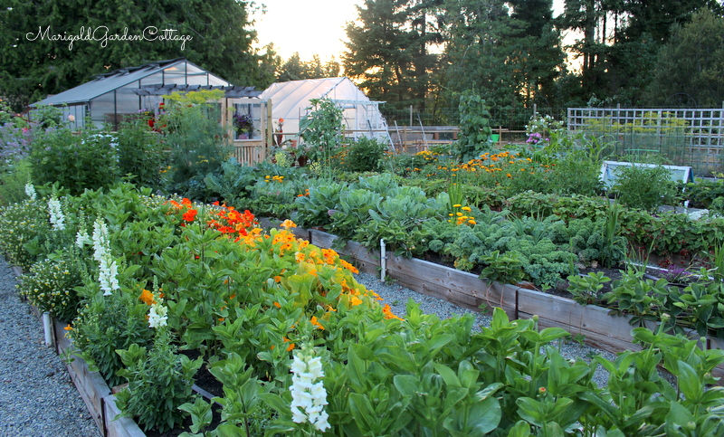 Two greenhouses and long raised bed with gravel pathways.