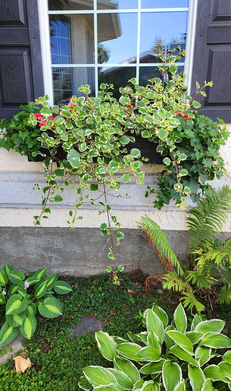 A flower box with mostly just green and white foliage plants.
