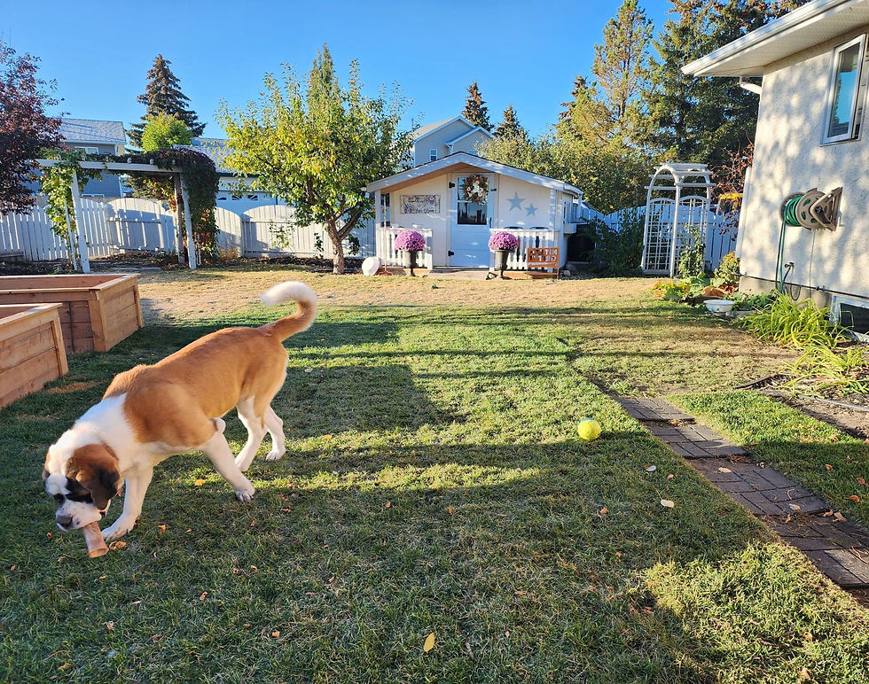 A backyard with a Saint Bernard and a cute shed in the background.