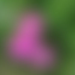 How To Grow Cosmos & Free Give Away 