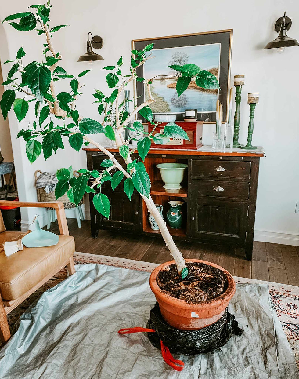A leaning hibiscus tree.