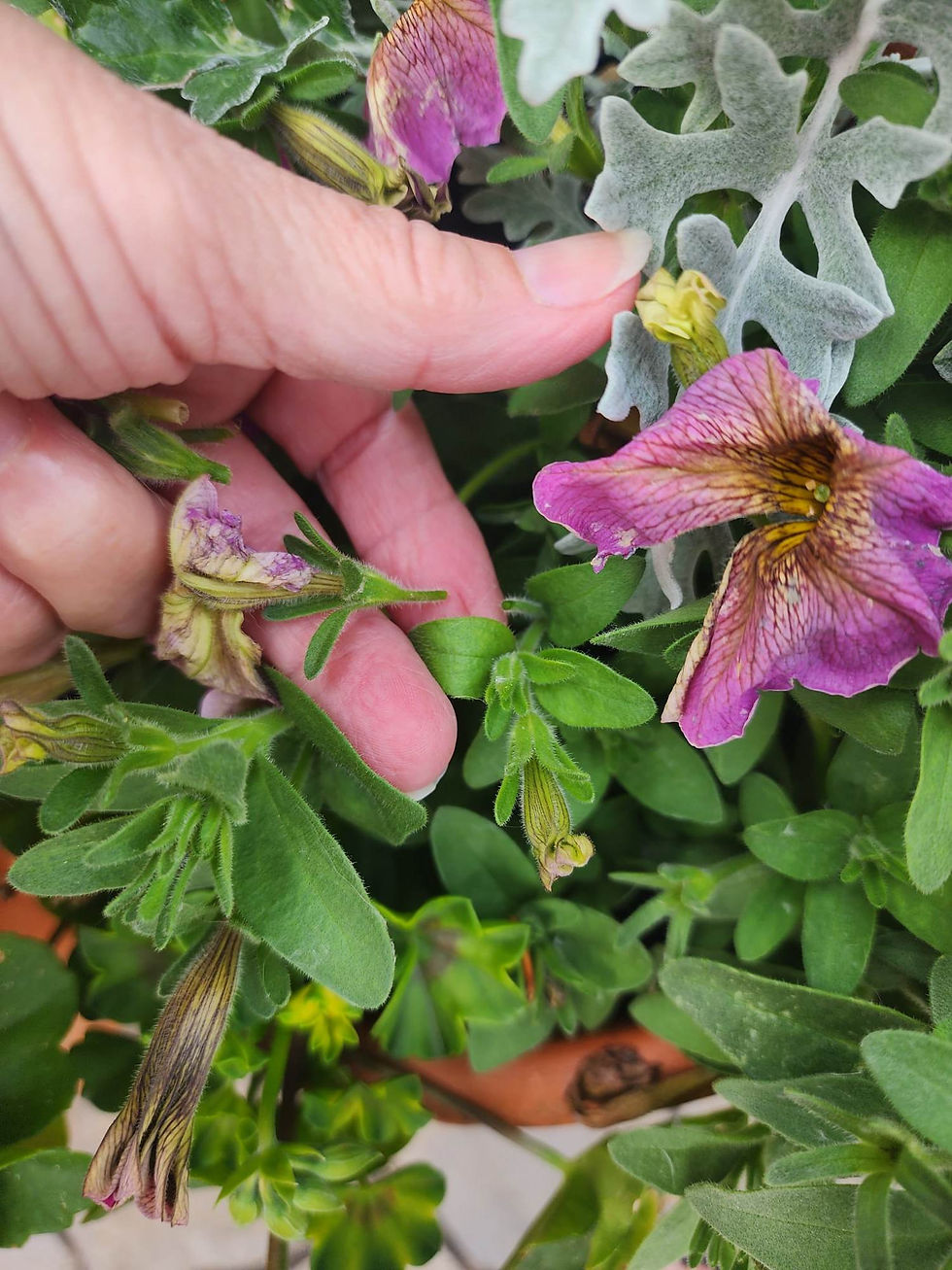 Don't forget to deadhead your flowers for more blooms all summer.