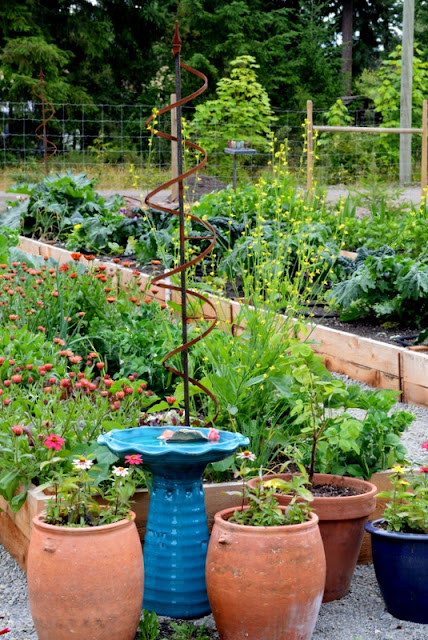 Companion planting with flowers and veggies gone to seed for organic pest control.