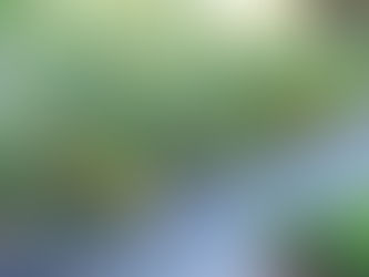 Five  Growing Tips For A Bigger, Better Tomato Harvest! 