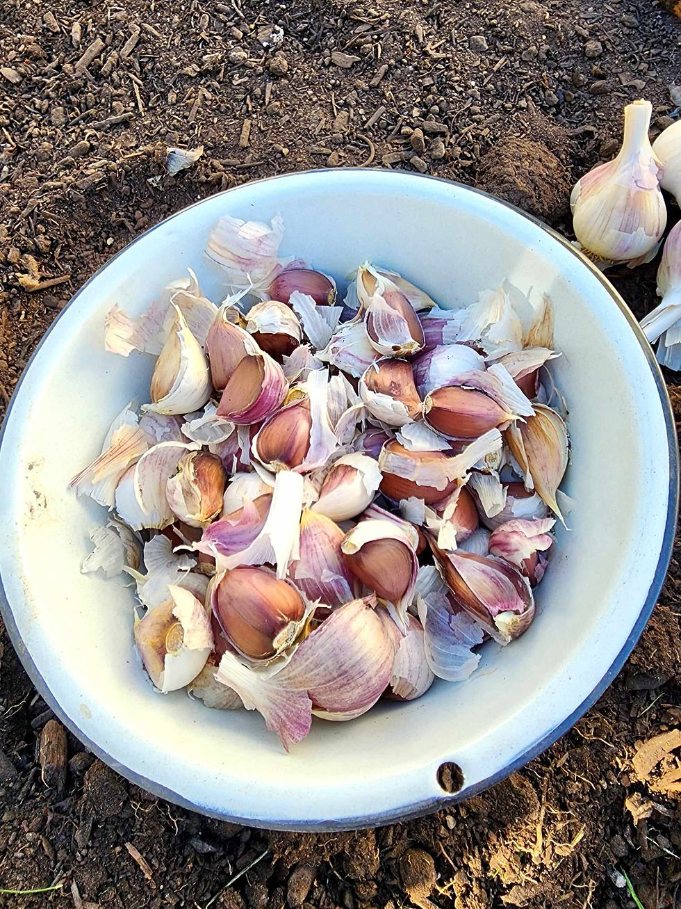 a bowl full of garlic cloves.