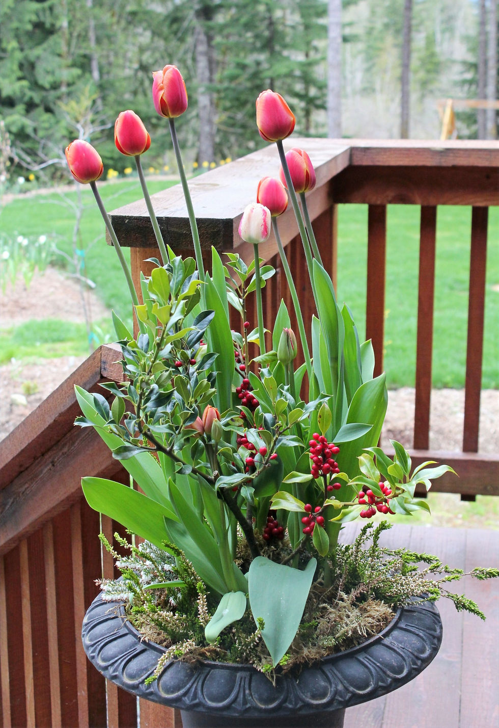 Tulips and holly in a planter.