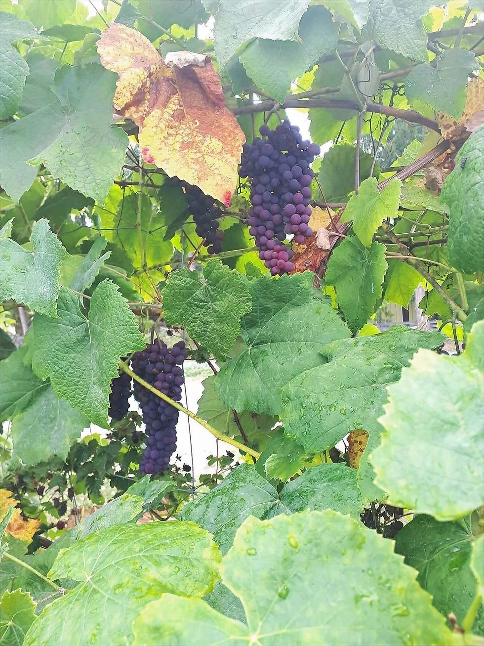 Eat grapes on new year's eve.