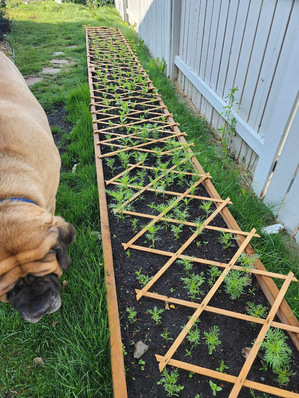 Zinnia and cosmo seedlings ready to be pinched back to make them bushier.
