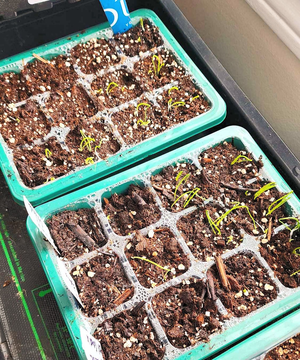 Onion seedlings germinating on a heat mat.