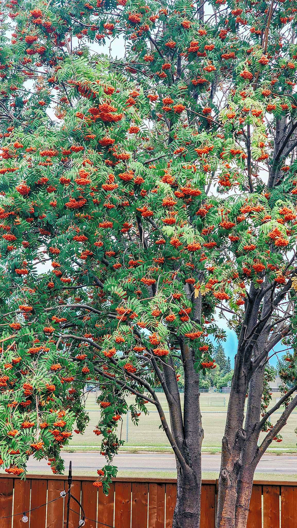 A mountain ash tree full of red berries.