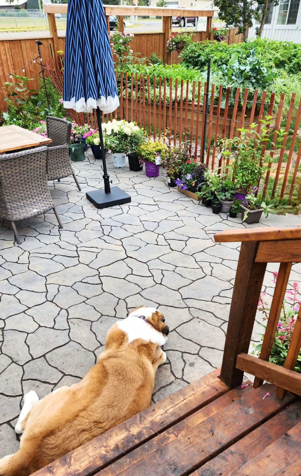 A dog lying on the patio, a fence, and a row of plants.