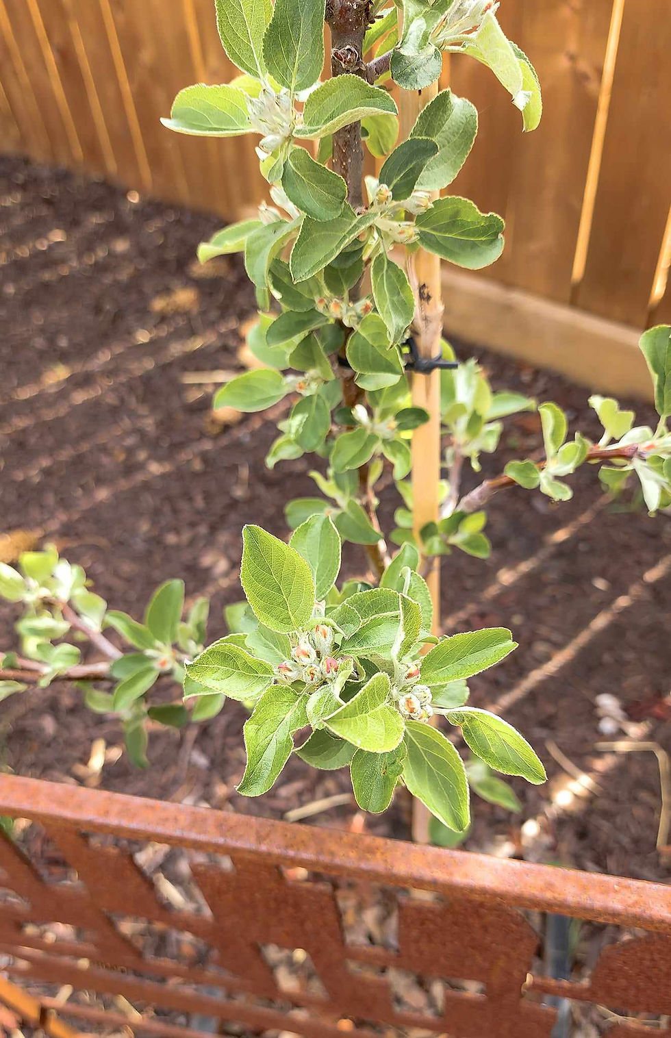 A small apple tree with flowers coming.
