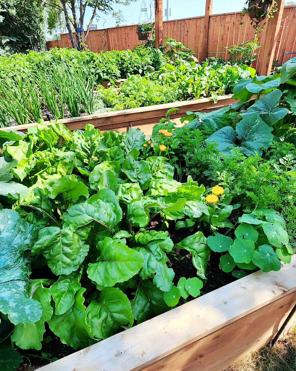 An intensively planted up veggie garden, great idea for growing food during a drought year.
