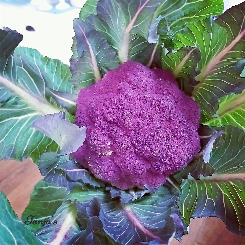 A head of purple cauliflower