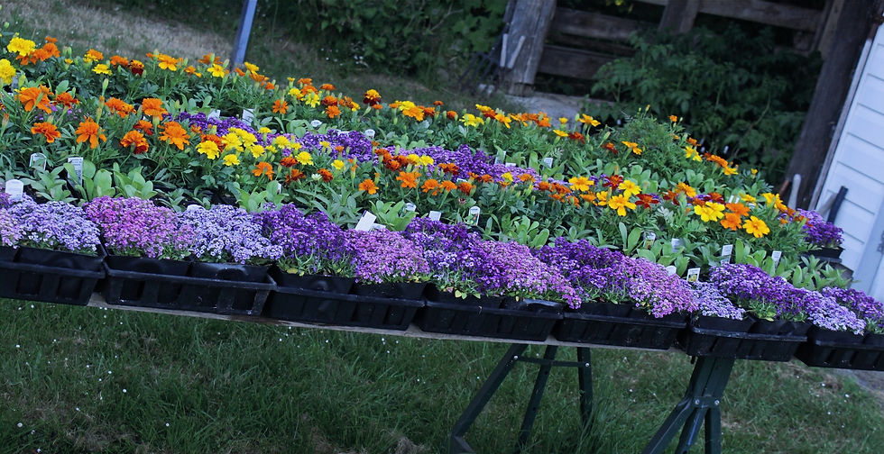Trays of companion flowers for the food garden.