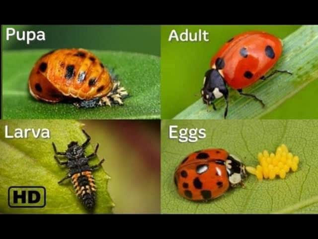 The different stages of ladybugs.