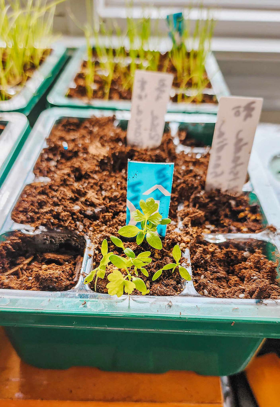 Celery seedlings multi-sown into one cell.