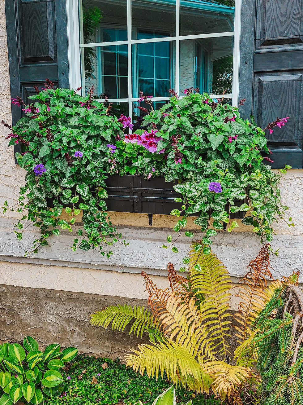A flower box with pink and purple.