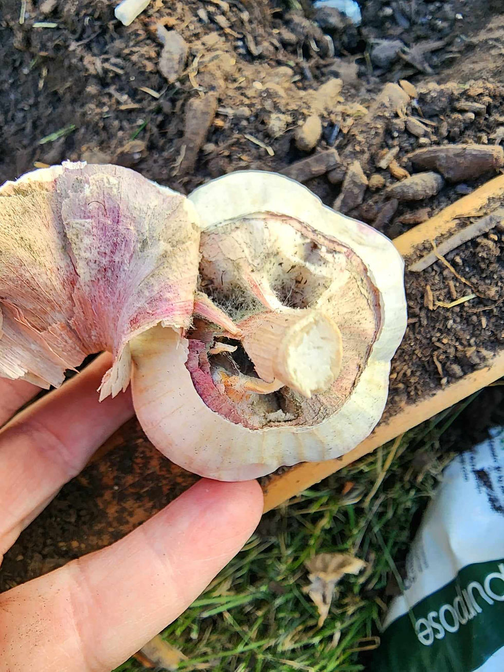 Do not plant or eat or cook with garlic that is fuzzy with mould.