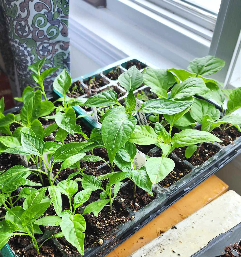 Pepper and eggplant seedlings.