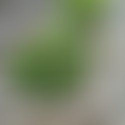 Sunday Bits #28 ( filling beds, compost, rhubarb recipes, pickled radishes...)