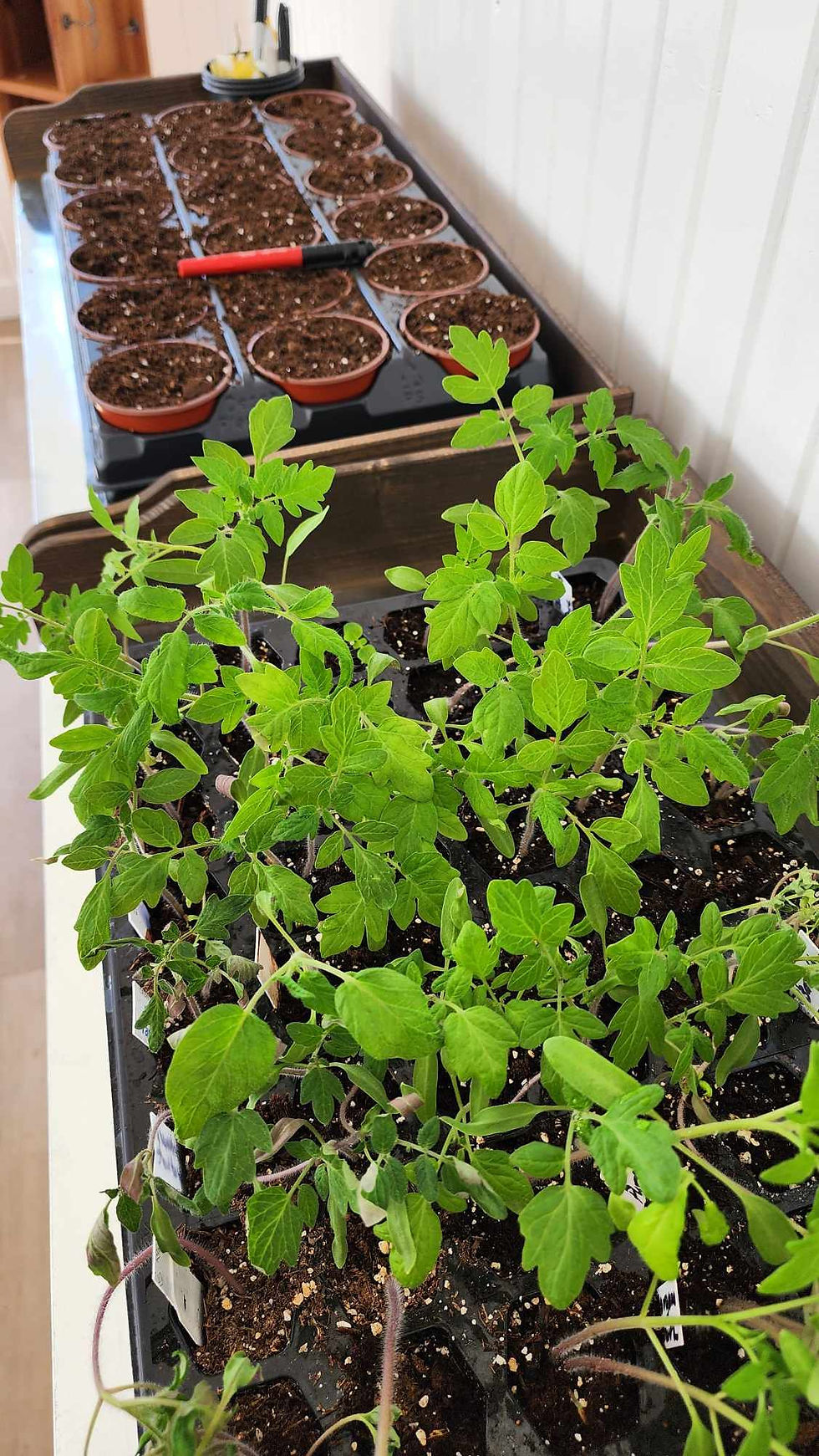 Tomato seedlings ready to be transplanted.