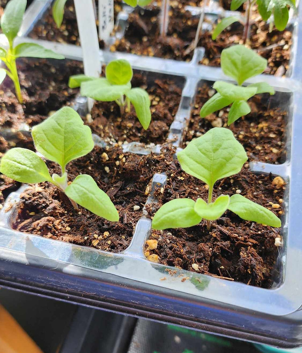 Little eggplant seedlings.