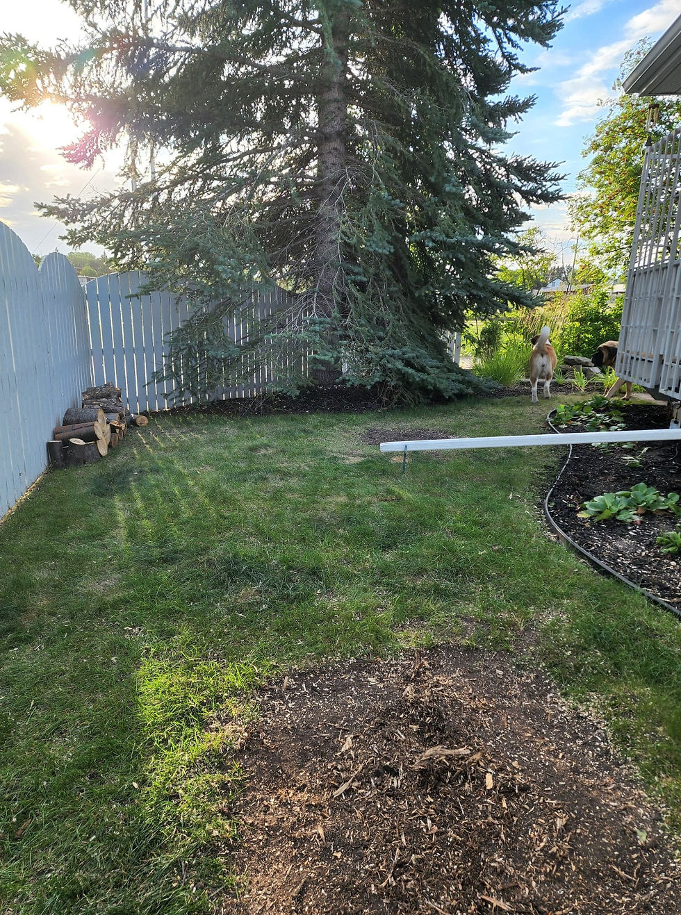 A sideyard where a tree has been taken down.