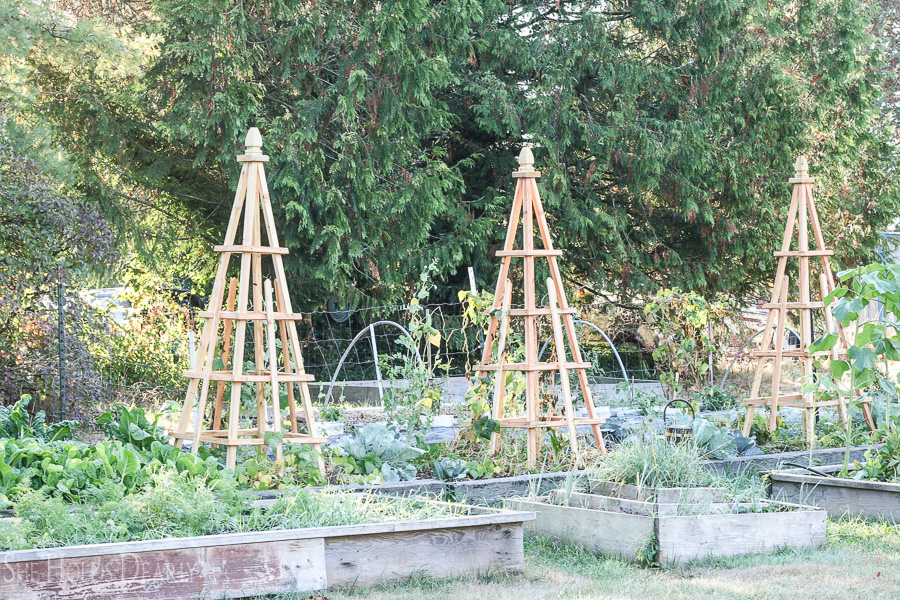 Wooden garden tuteurs.